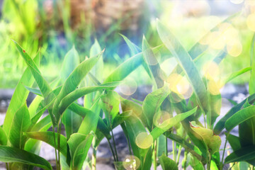 sun green glare ray , abstract background spring, lens flare