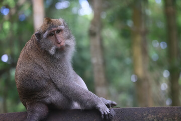 monkey in the wild macaque asia jungle park