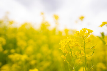 Obraz premium 菜の花