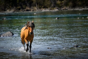Horses roam freely in the stream of Kanas Lake. - obrazy, fototapety, plakaty