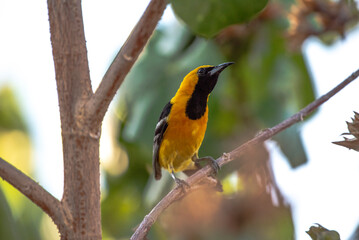 Hooded Oriole