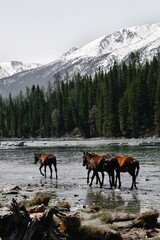 Horses roam freely in the stream of Kanas Lake. - obrazy, fototapety, plakaty