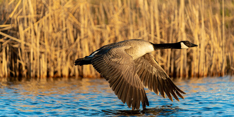 Low flying goose skims over the marsh water