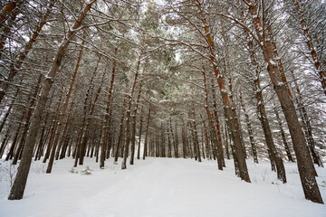 Fototapeta premium A quiet road leads into group of pine trees