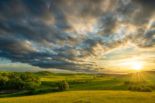 Sunset over a pasture filled with cattle