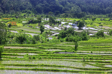 rice terraces landscape asia view, bio ecology