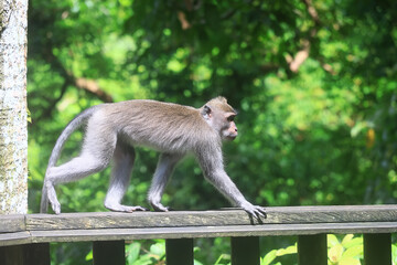 monkey in the wild macaque asia jungle park