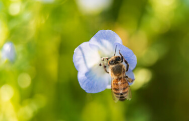 ネモフィラとミツバチ