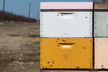 Honey Bee Boxes
