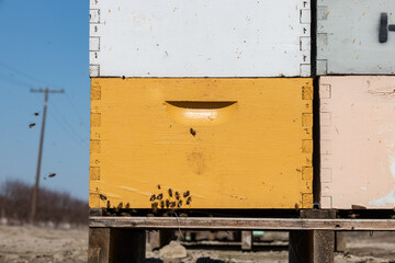 Honey Bee Boxes