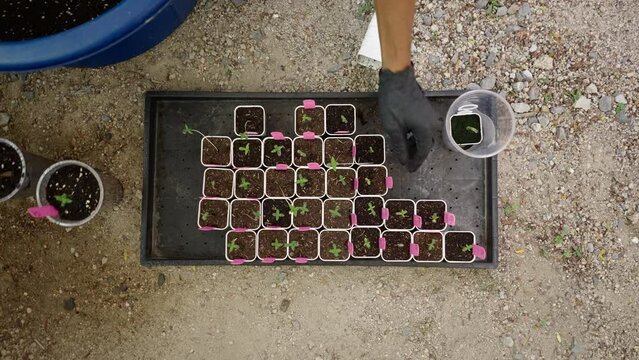 Top down close up shot of a tray full of marijuana clones ready to transplant