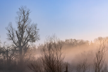 Obraz na płótnie Canvas Early Morning Sunlight on the Tree