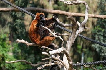 Lemur Red vari (lat. - Varecia rubra)
