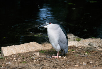 Common night heron, or night heron (lat. Nycticorax nycticorax)