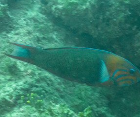 Fototapeta premium Sunset Wrasse