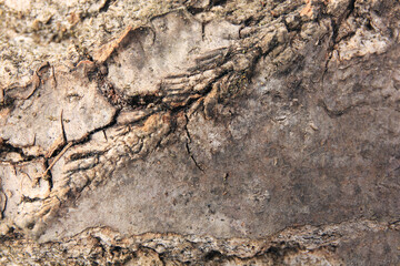 Closeup view of tree bark as background