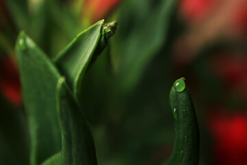 Beautiful leaf with water drops on blurred background, closeup
