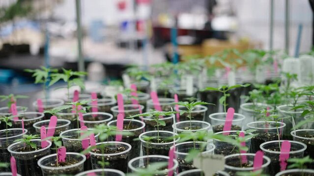 Indoor marijuana plantation full of clones in a greenhouse