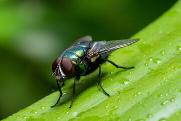 fly on green leaf in close up