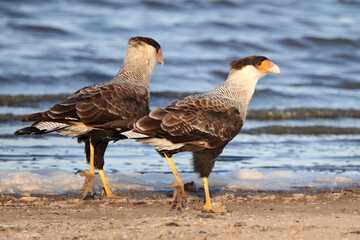 Aves rapaces caminando