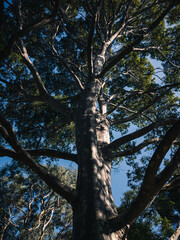 tree in the forest