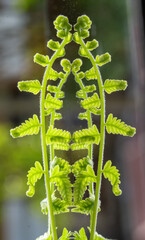 fern leaves in the morning with spring scene
