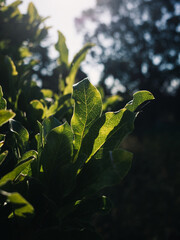 green leaves in the sun