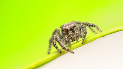 jump spider on leaf in close up