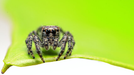jump spider on leaf in close up