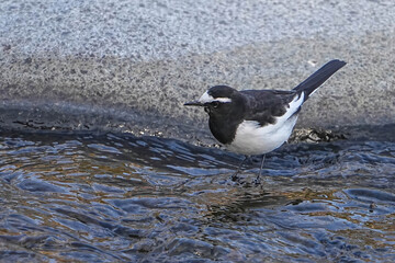 セグロセキレイ
