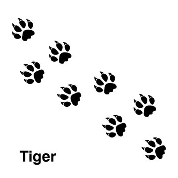 Tiger Footprint illustration, animal paw print isolated on white background.eps