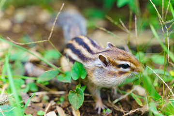 自然の中にいるシマリス