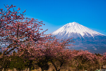 富士山と河津桜