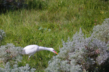 Garza común alimentándose en pradera, Tenerife Islas Canarias