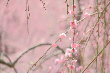 [愛知県]名古屋市農業センターの梅の花