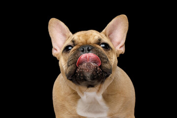 Funny portrait of French bulldog licking his nose on isolated black background, front view