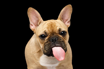 Funny portrait of a French bulldog showing his tongue on isolated black background, front view