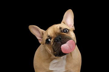 Funny portrait of French bulldog licking screen on isolated black background, front view