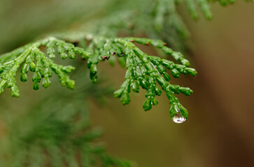 濡れたヒノキの葉