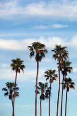 Fototapeta na wymiar Tall California Fan Palm Trees and Winter Sky
