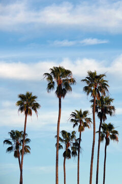 Tall California Fan Palm Trees and Winter Sky