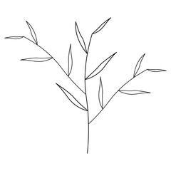 Botanical Line Drawing