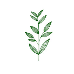 green leaf isolated 