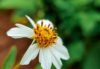 Obraz premium ketul flower or what is known scientifically as biden pilosa, is a wild plant that is often found alongside roads or in plantations in the tropics.