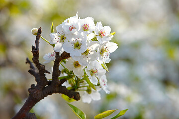 Pear flower