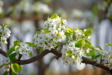 Pear flower