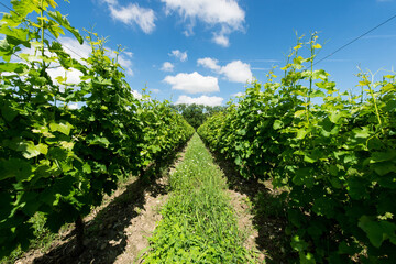 Fototapeta na wymiar A vineyard with blue sky and clouds