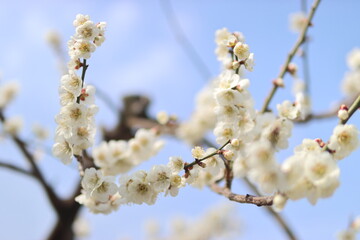 매화