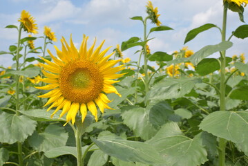 満開のひまわり達