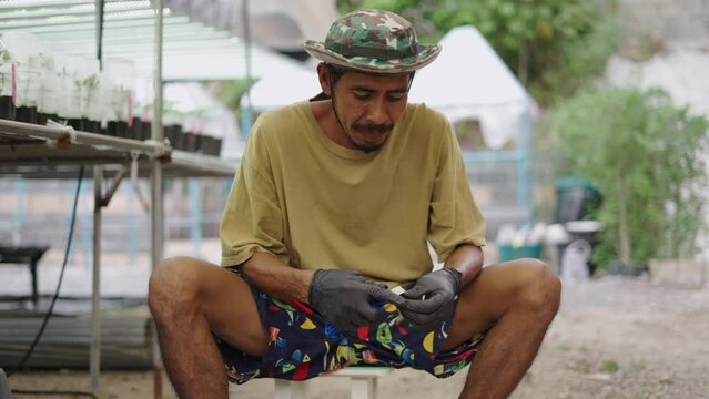 Asian marijuana farmer peeling a branch to make a clone and apply growing hormones